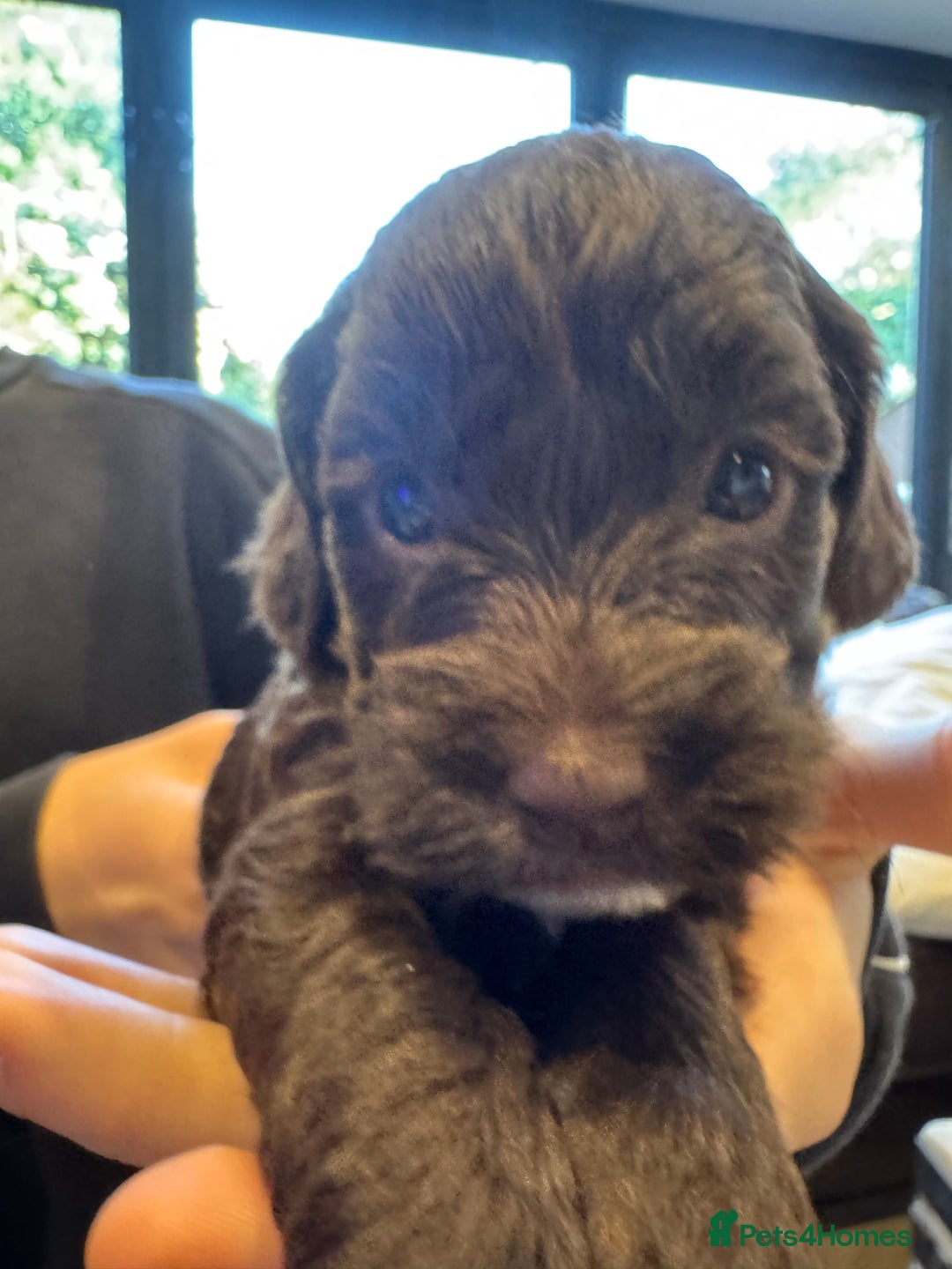 Mixed Breed dogs for sale: Sprockerpoo puppies for sale - Advert 20