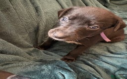 Mixed Breed dogs for sale: Beautiful whippet cross labrador(collie) puppies  - Image 29
