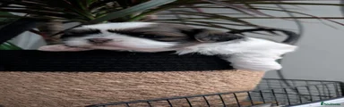 Shih Tzu 2