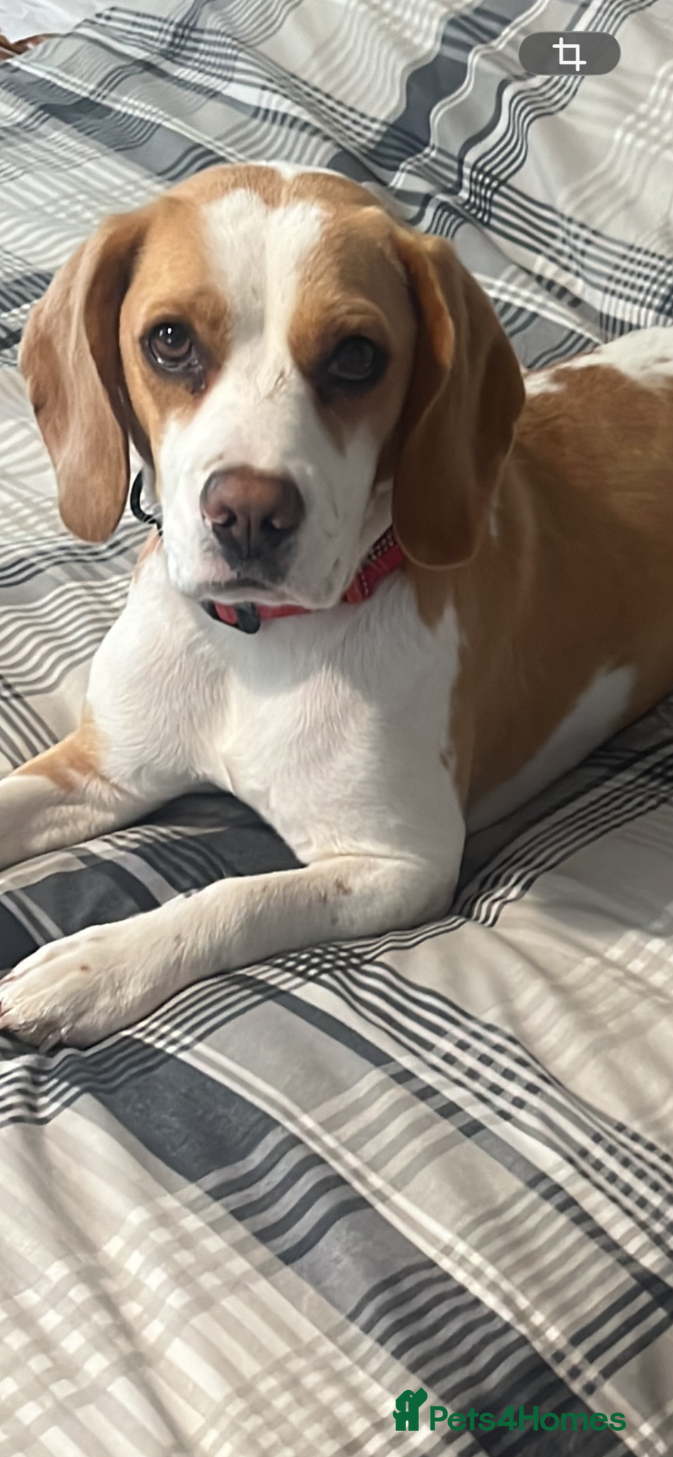 Beagle dogs Puppies due in may  - Advert 2