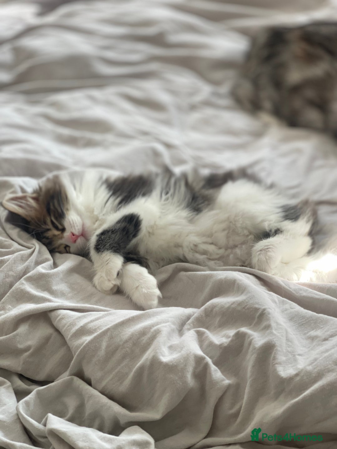 Kurilian Bobtail cats for sale: Reserved Kurilian Bobtail  kitten in spring  - Advert 19