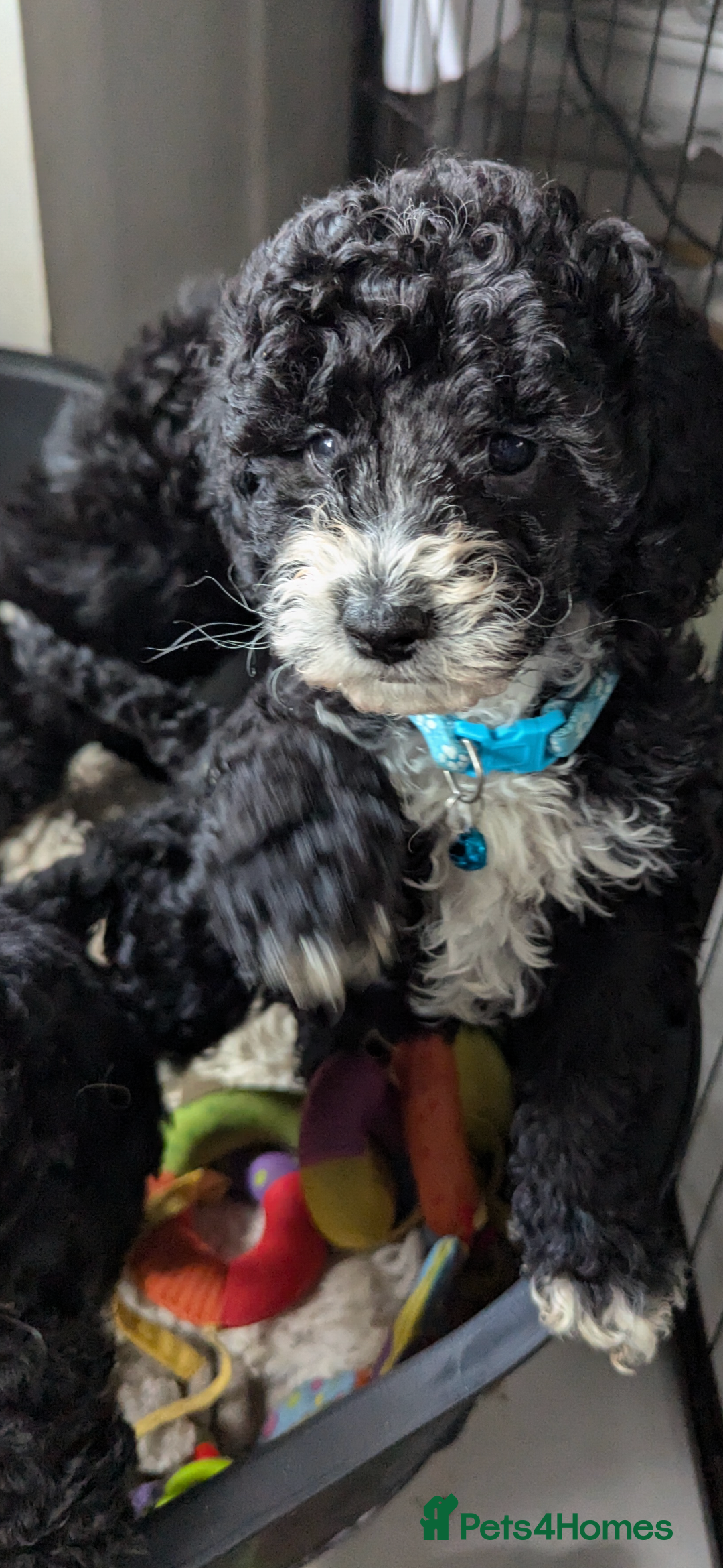 Cavapoochon dogs for sale: Cavapoochon puppies .ready now  - Image 5