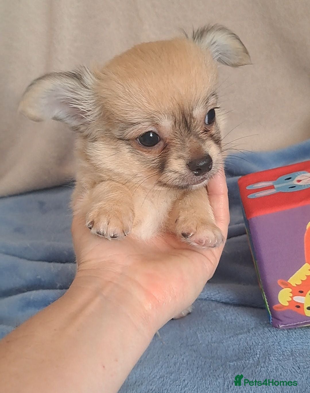 Chihuahua dogs Long Coat Chihuahua pups - Advert 8