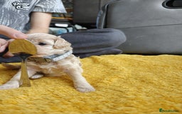 Maltipoo dogs for sale: F1B Toy Maltipoo  - Image 17