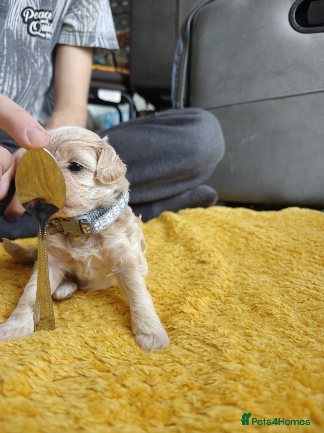 Maltipoo dogs for sale: F1B Toy Maltipoo  - Image 17