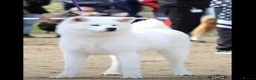 Japanese Akita Inu dogs for sale: Stunning female  - Advert 2