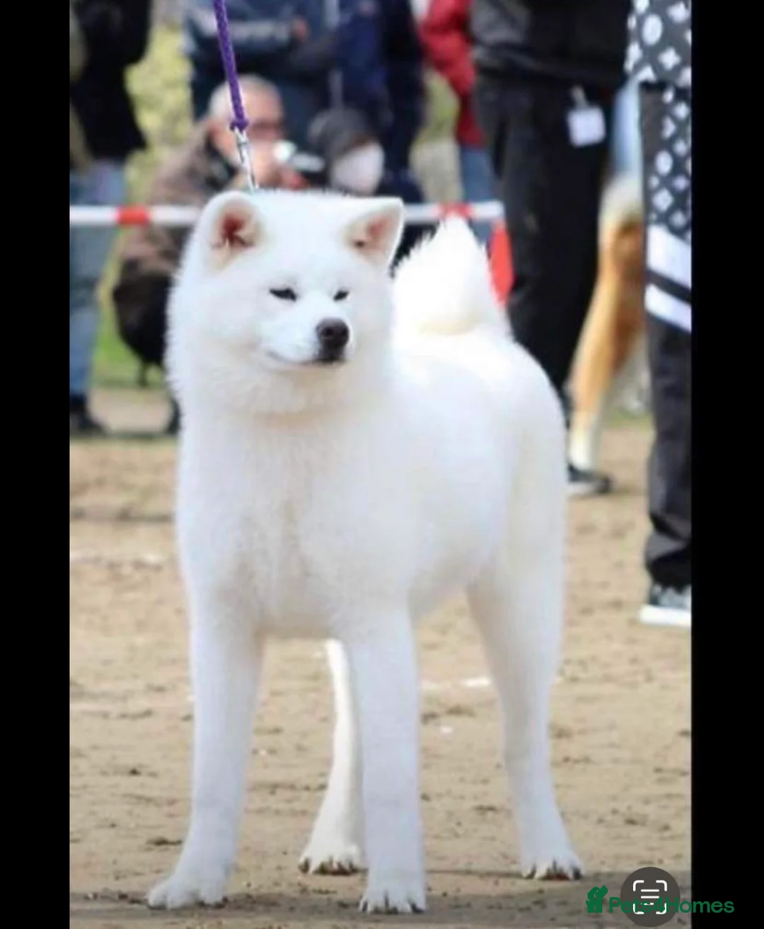 Japanese Akita Inu dogs for sale: Stunning female  - Advert 2