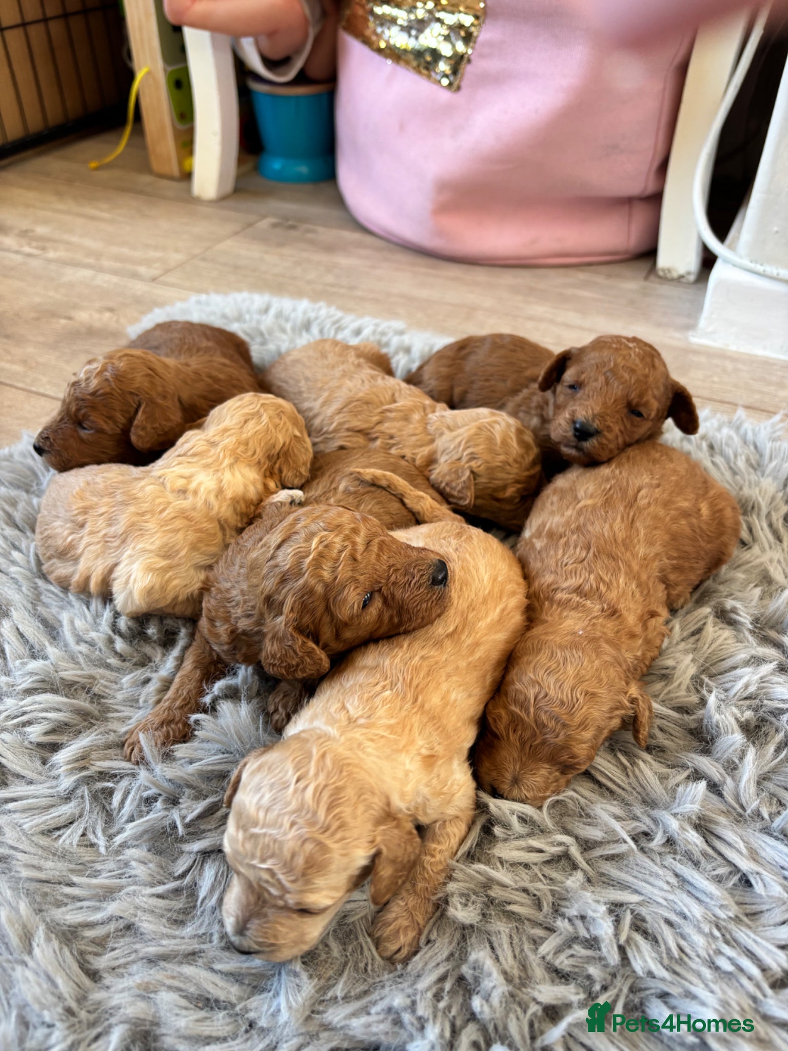 Toy Poodle dogs Beautiful Litter of Toy Poodle Pups  - Advert 3