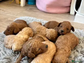 Toy Poodle dogs Beautiful Litter of Toy Poodle Pups - Advert 3