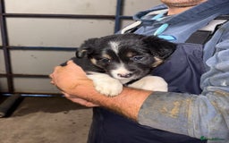 Border Collie dogs for sale: 🐾 Beautiful Collie Puppies 🐾 - Image 4