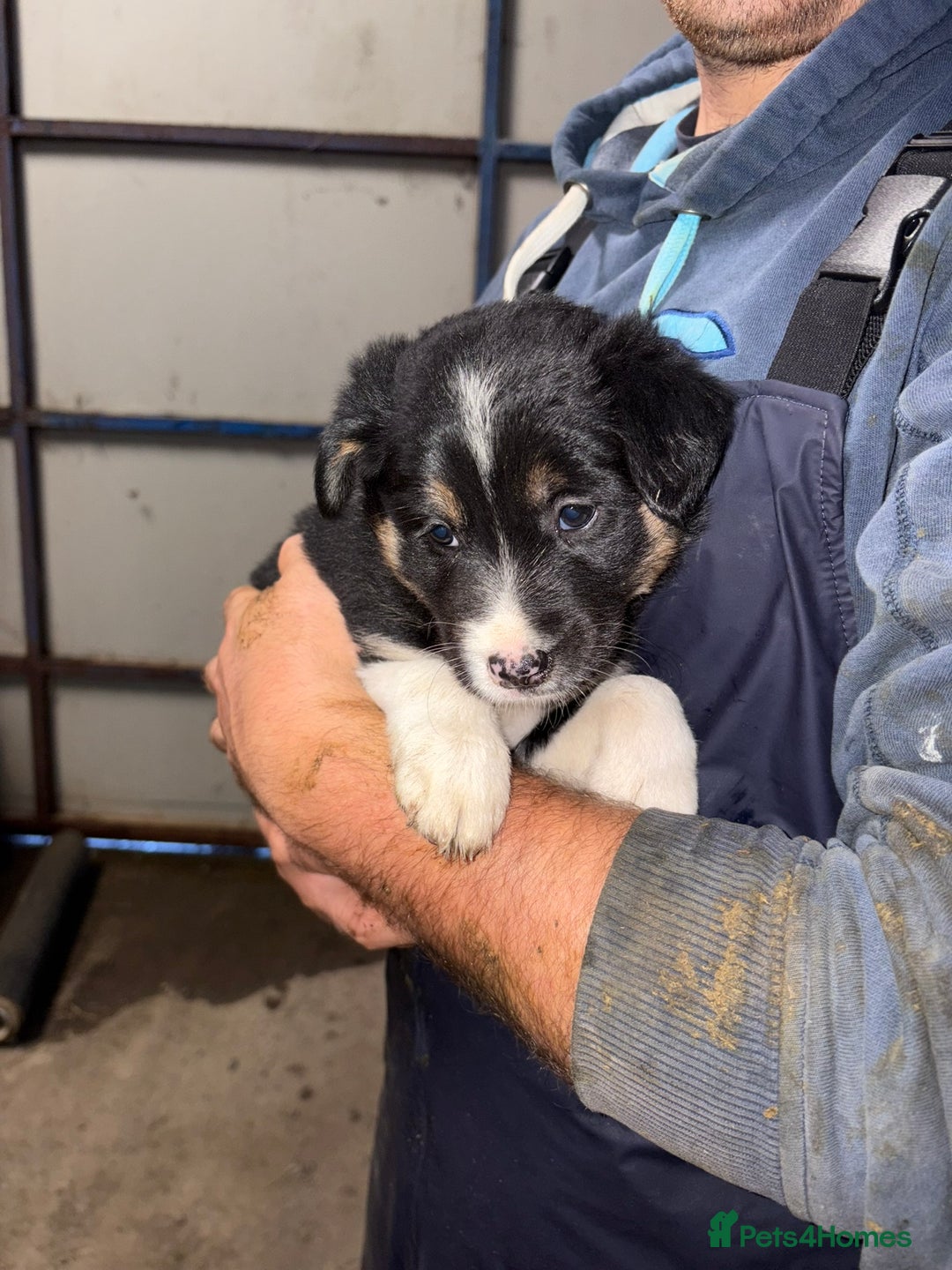 Border Collie dogs for sale: 🐾 Beautiful Collie Puppies 🐾 - Image 4