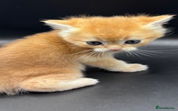 British Shorthair cats for sale: GCCF BSH GOLDEN BLACK TIPPED NY12 KITTENS - Image 13