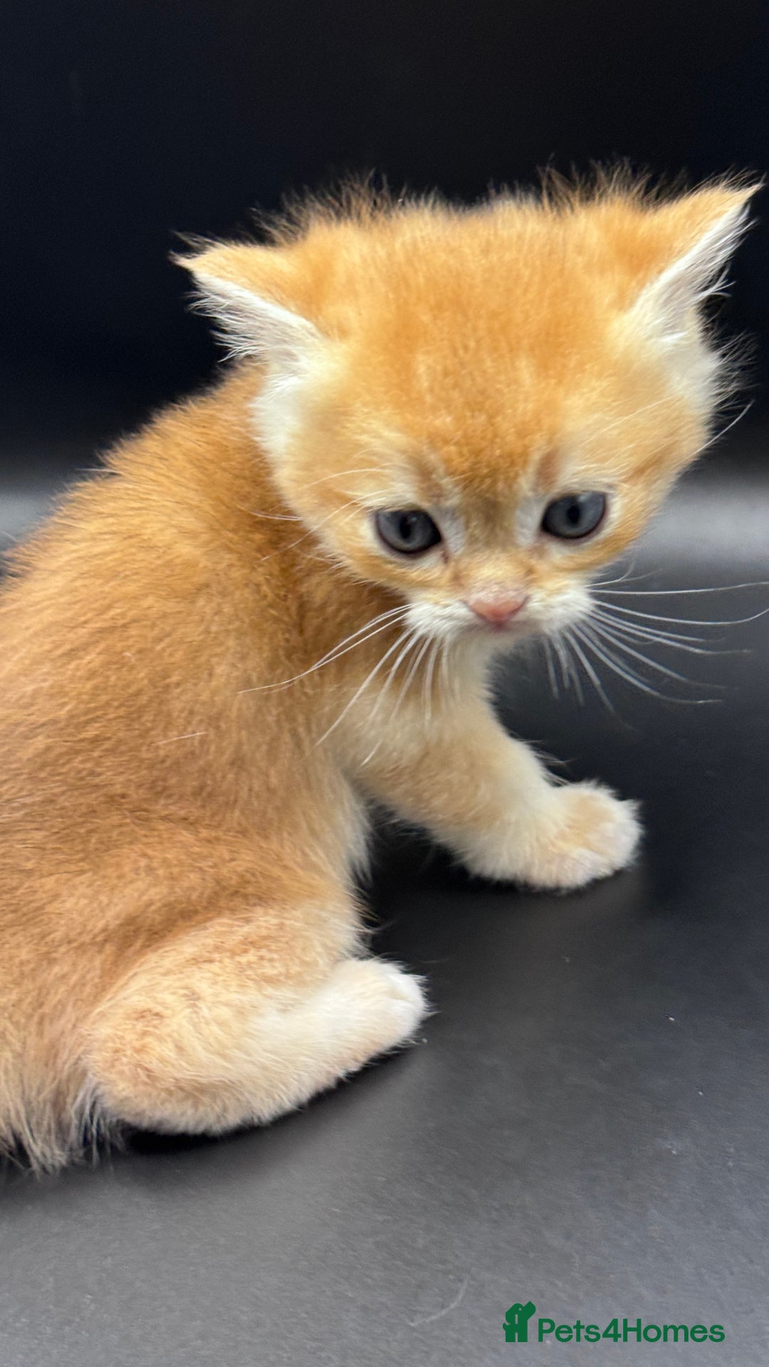 British Shorthair cats for sale: GCCF BSH GOLDEN BLACK TIPPED NY12 KITTENS - Image 13