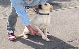 Labrador Retriever dogs for sale: Male labrador - Image 2