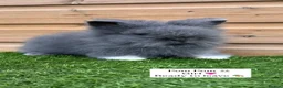 Lionhead rabbits for sale: Beautifully Bred Double Mane Lionhead Bunnies  - Advert 2