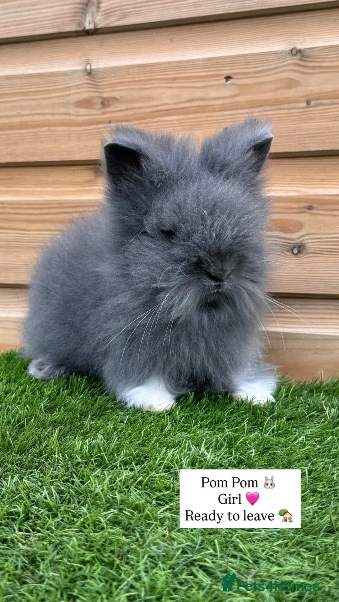 Lionhead rabbits for sale: Beautifully Bred Double Mane Lionhead Bunnies  - Advert 2