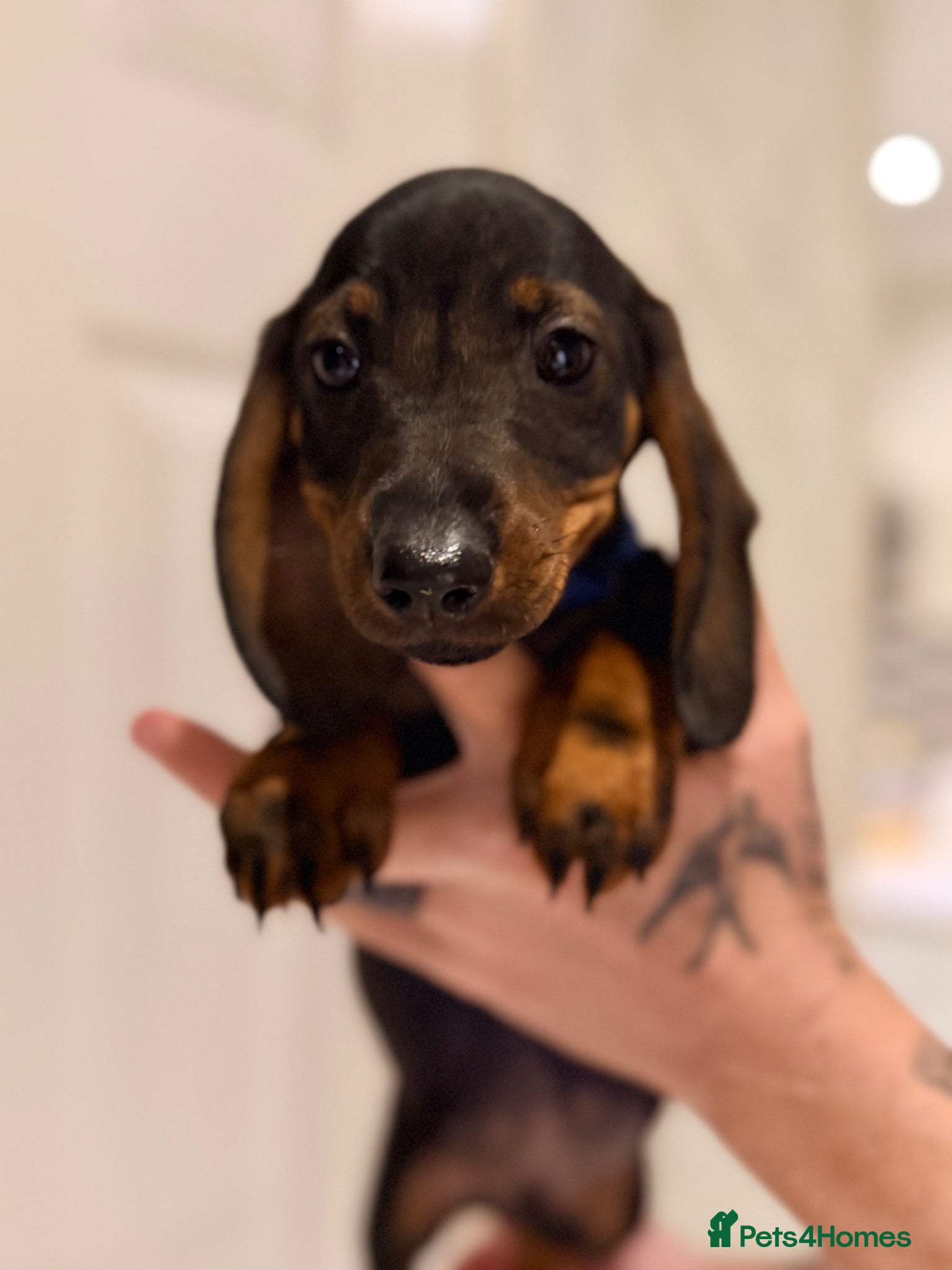 Miniature Dachshund dogs 🐾Exceptional wired haired dachshunds  🐾 - Advert 2