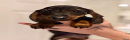 Miniature Dachshund dogs for sale: 🐾Exceptional wired haired dachshunds  🐾 - Advert 2