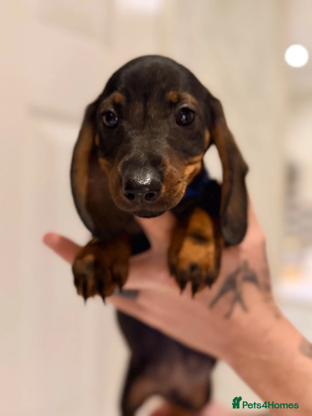 Miniature Dachshund dogs for sale: 🐾Exceptional wired haired dachshunds  🐾 - Advert 2