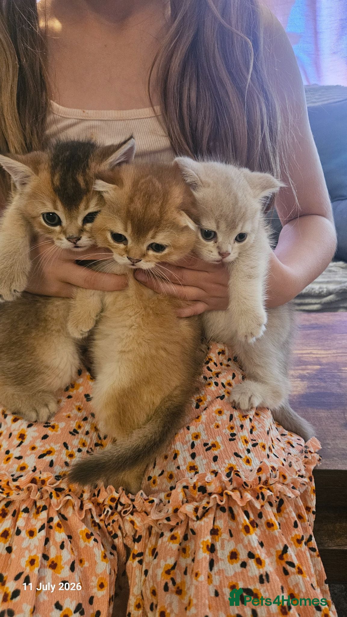 Scottish Fold cats 🐾 Stunning Golden ScottishFold&Straight Kittens🐾 - Advert 2