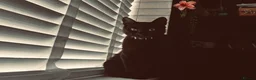 Mixed Breed cats for sale: Female cat  - Advert 6