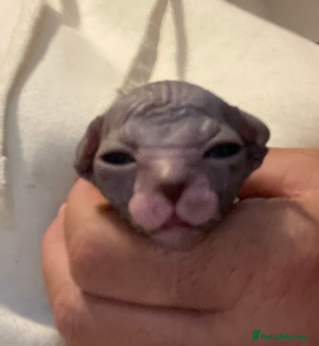 Sphynx cats for sale: Beautiful blue litter of Sphynx kittens - Advert 8
