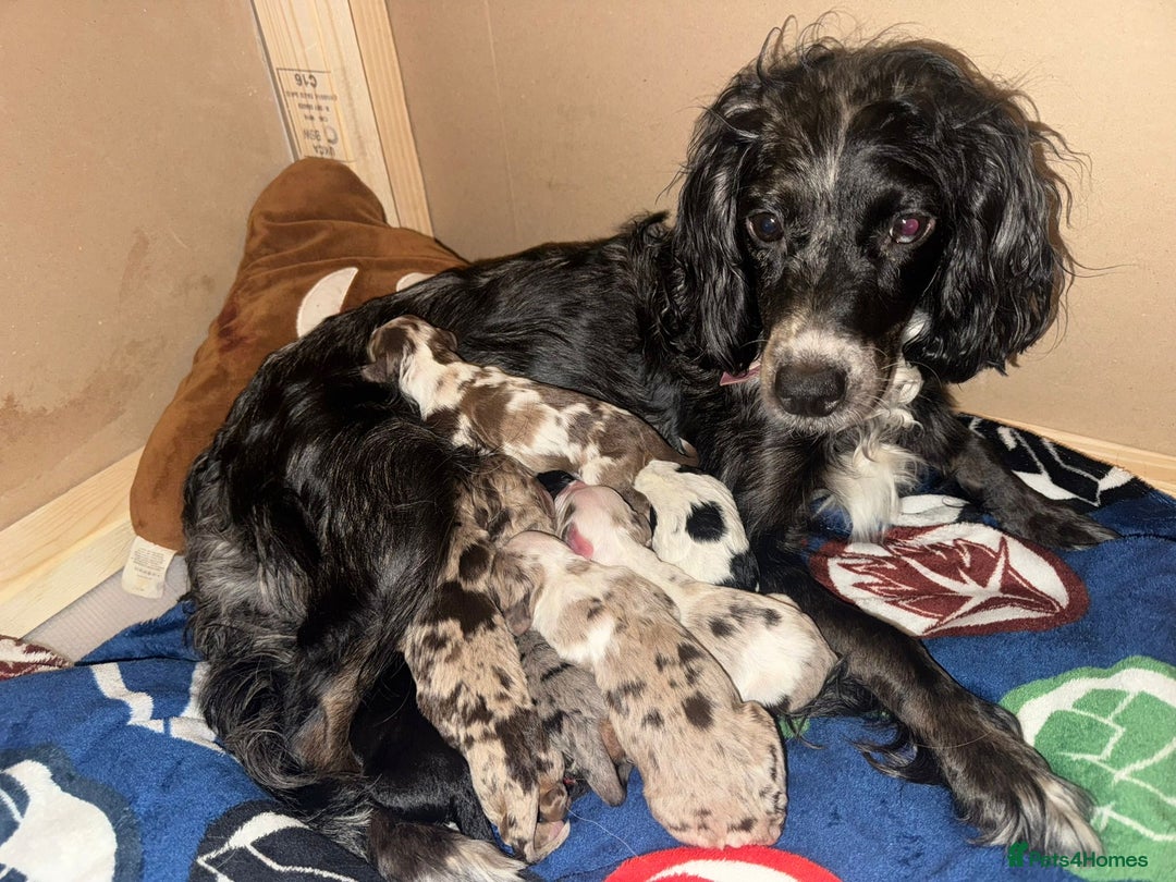 Cocker Spaniel dogs for sale: Cocker spaniel merle puppies - Image 7