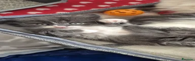 Ragdoll Kitten 2