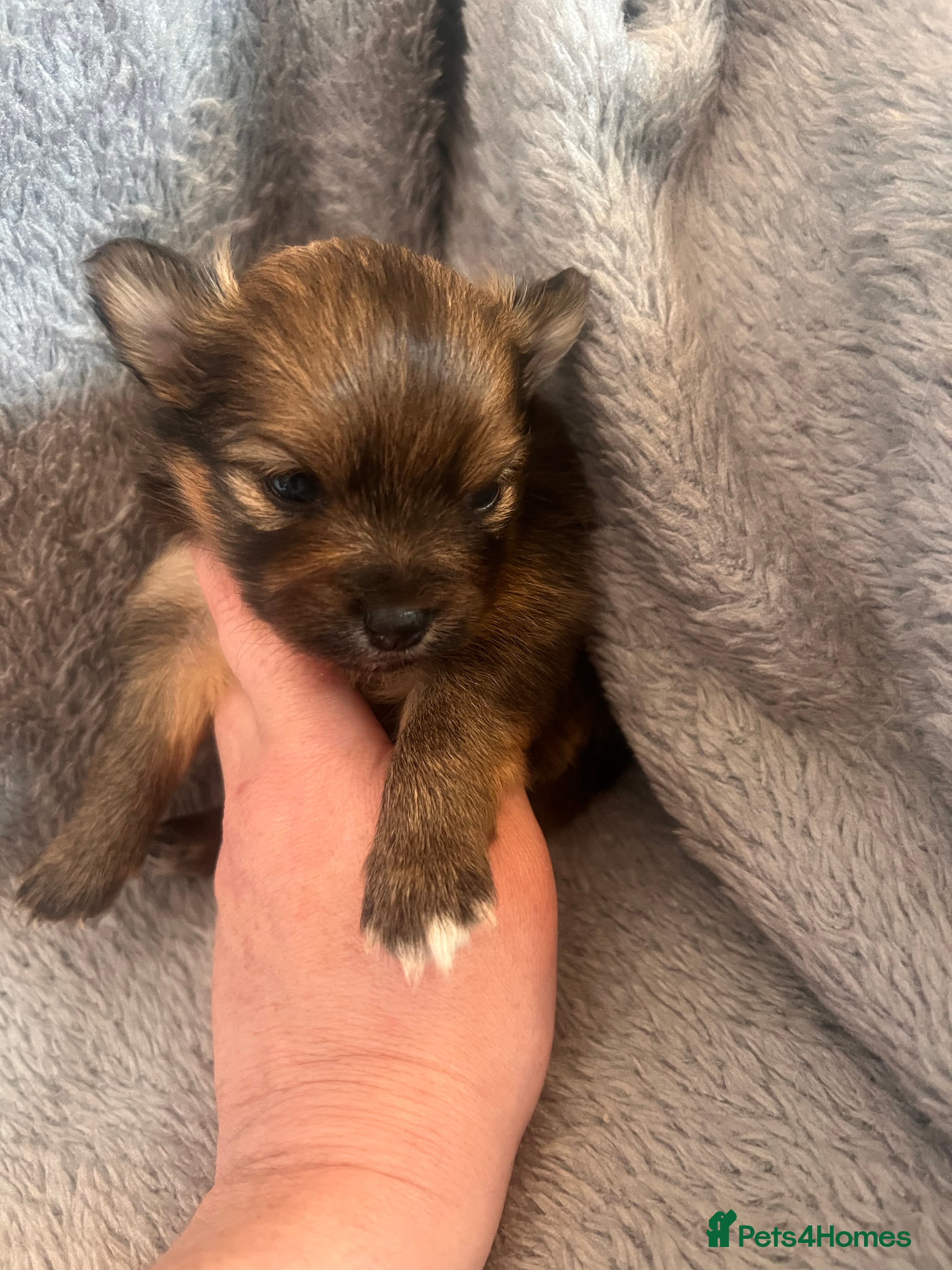 Pomeranian dogs for sale: Pomeranian Puppies  - Advert 5