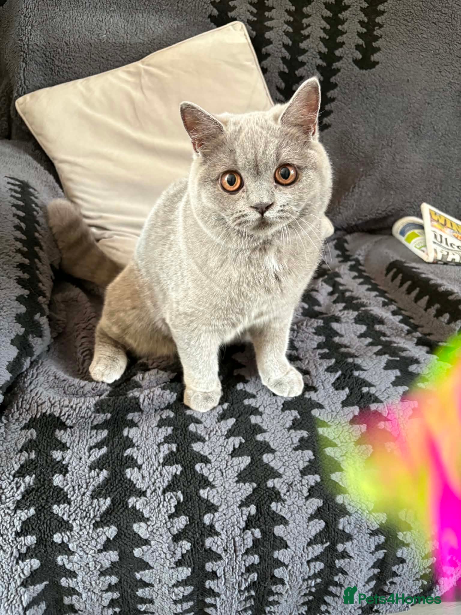 British Shorthair cats Grand Champion Sired British Shorthair Kittens - Advert 2