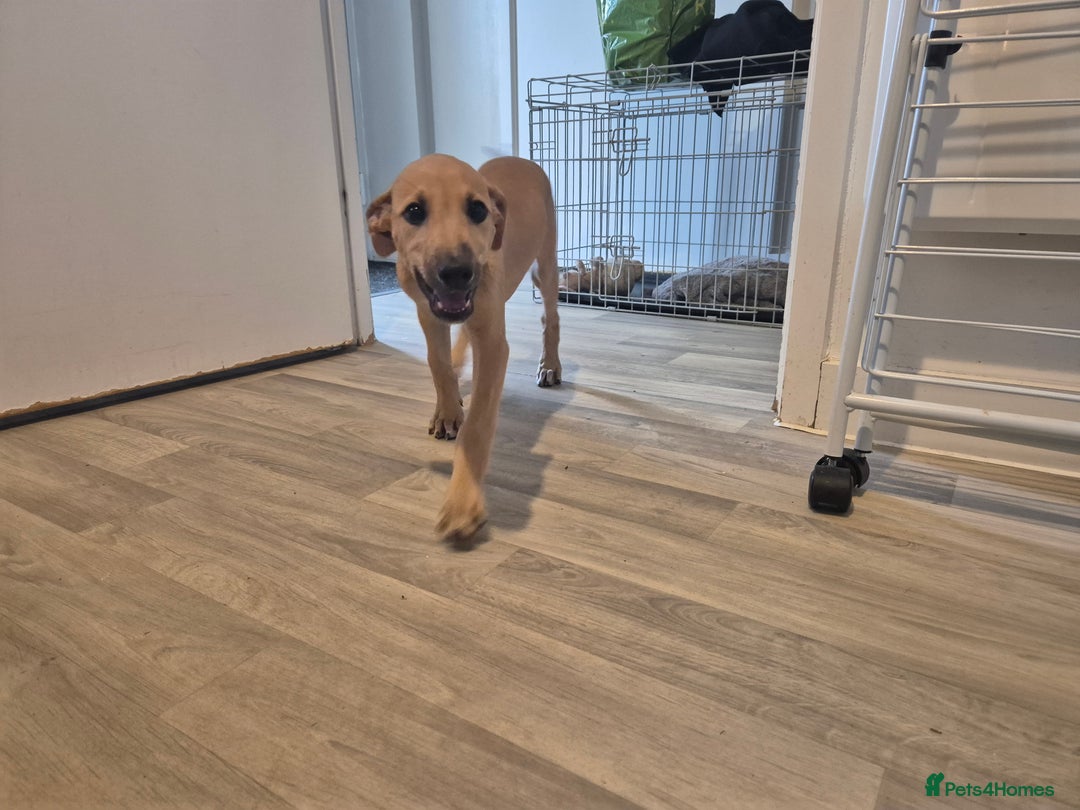 Mixed Breed dogs for sale: Lurcher x Staff - Image 4