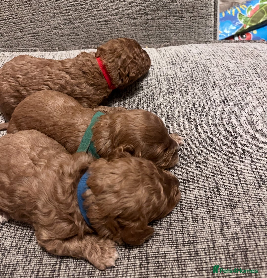 Cavapoo dogs for sale: F1B Red Toy Cavapoos- Health Tested  ************  - Advert 7