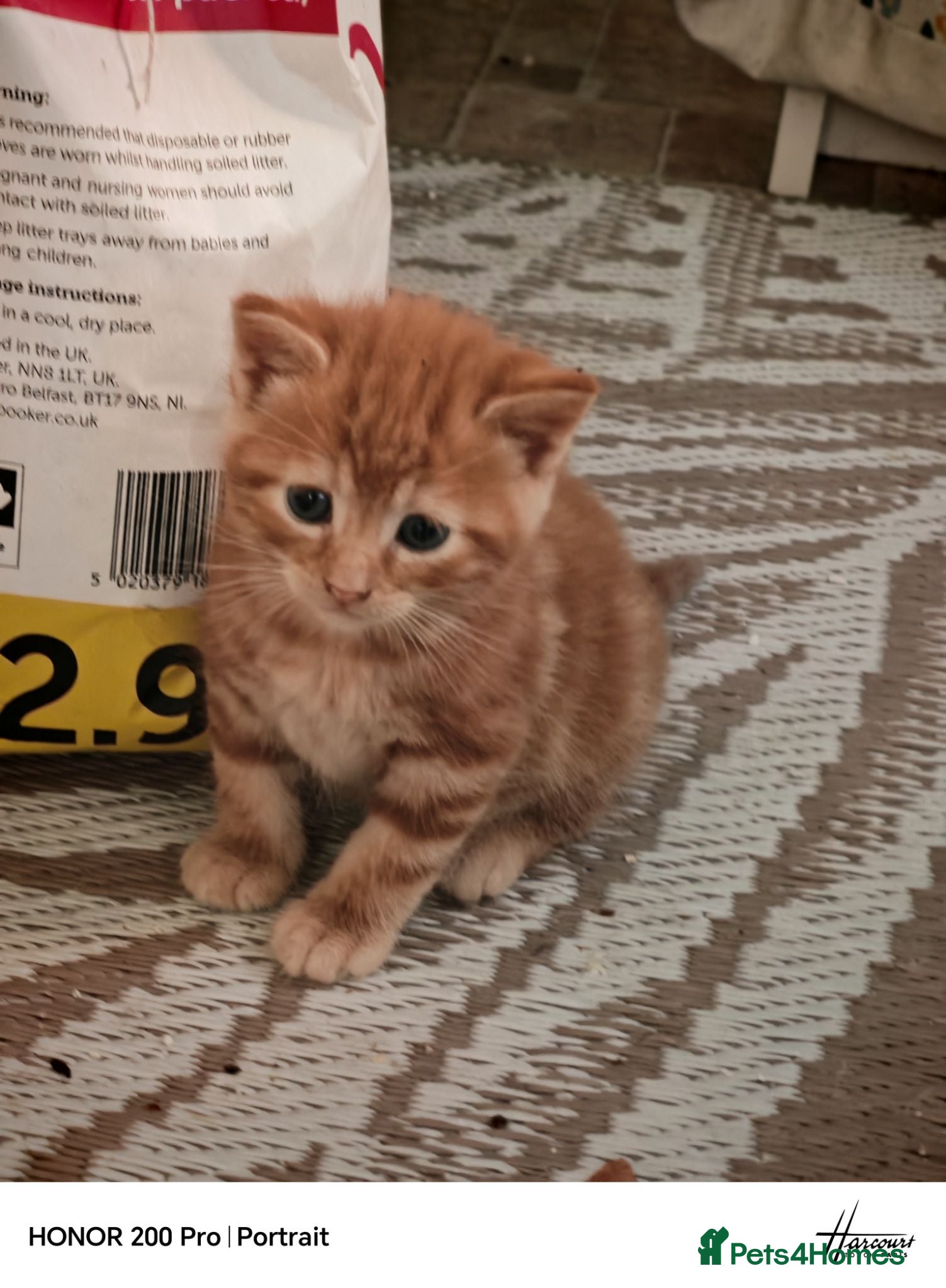 Maine Coon cats Beautiful Mix kittens - Advert 1