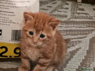 Maine Coon cats Beautiful Mix kittens - Advert 1