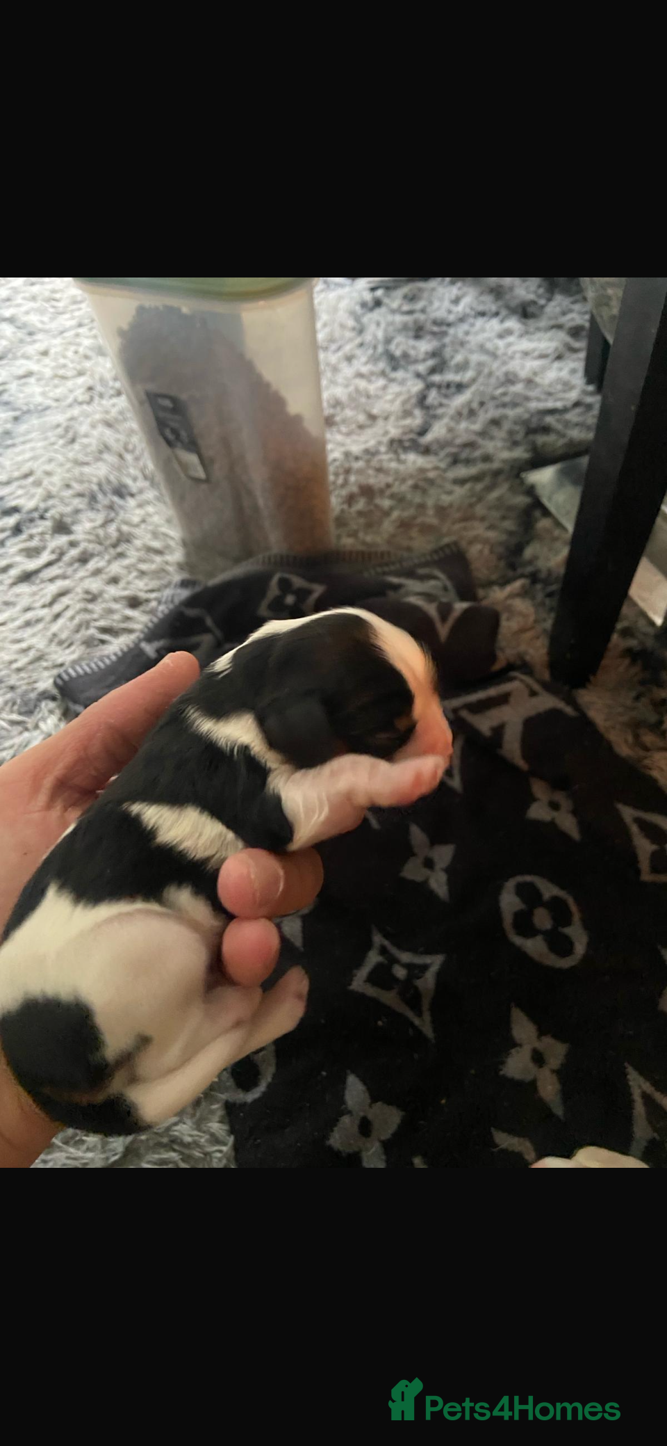 Cavalier King Charles Spaniel dogs for sale: Beautiful Cavalier King Charles Spaniel Puppies - Advert 3
