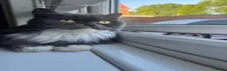 British Longhair cats for sale: Two British Blue longhair siblings - Advert 4