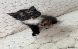 Mixed Breed cats for sale: 7 little kittens - Image 13