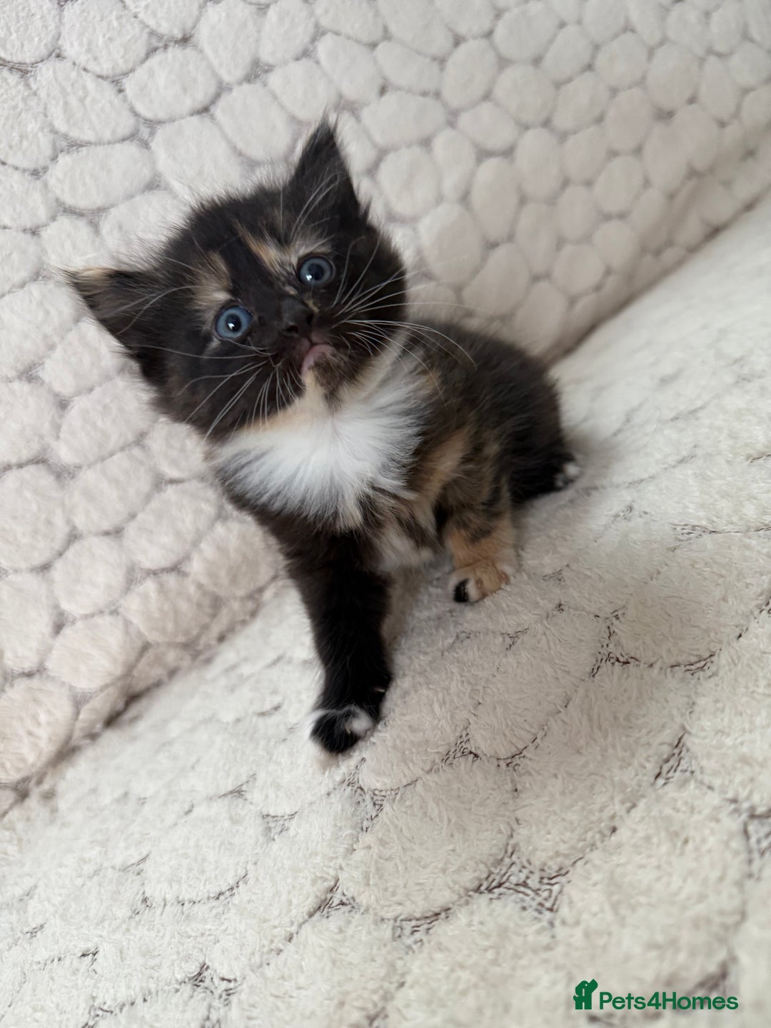 Mixed Breed cats for sale: 7 little kittens - Image 13
