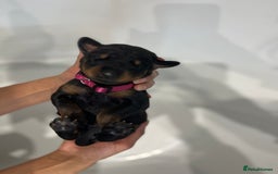 Dobermann dogs for sale: 🏆Supreme Dobermanns - Where Excellence Begins 🏆 - Image 24