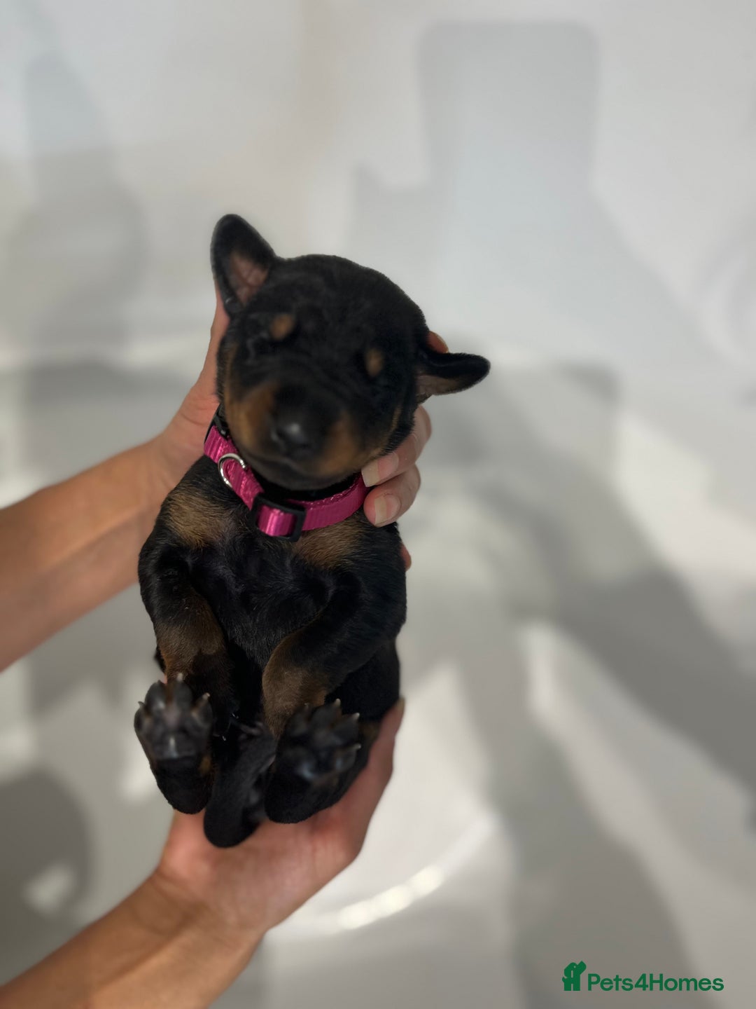 Dobermann dogs for sale: 🏆Supreme Dobermanns - Where Excellence Begins 🏆 - Image 24