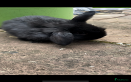 Mini Lop rabbits for sale: 3 Female Mini Lops in Swadlincote - Image 4