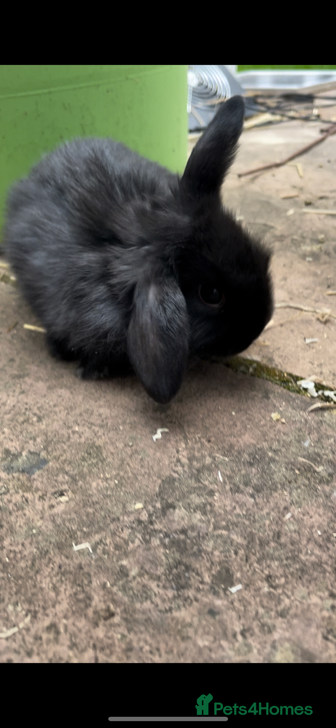 Mini Lop rabbits for sale: 3 Female Mini Lops in Swadlincote - Image 4