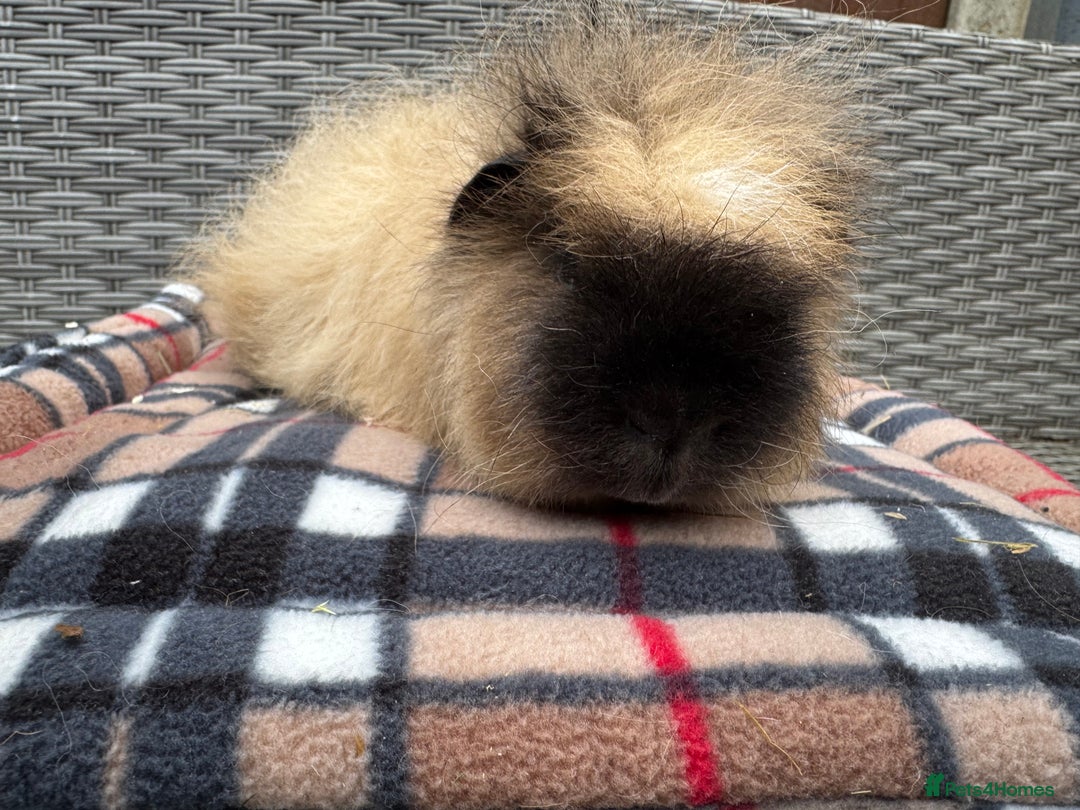 Guinea Pig rodents for sale: Beautiful boys  - Advert 6