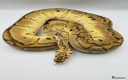 Python Snake reptiles for sale: Pastel Enchi clown  - Image 1