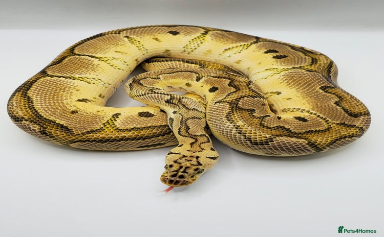 Python Snake reptiles - Advert 3