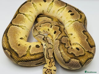Python Snake reptiles - Advert 4