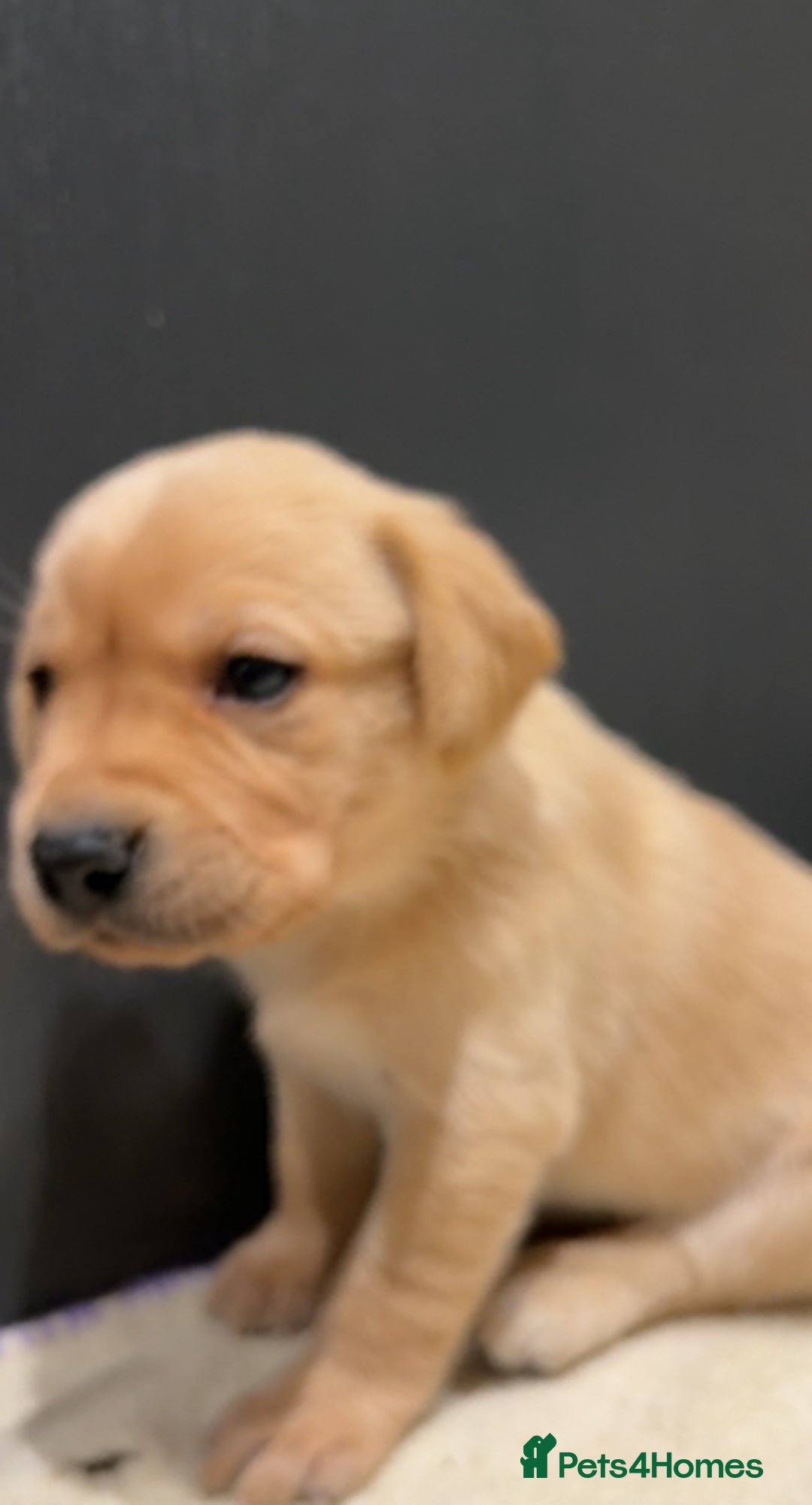 Labrador Retriever dogs for sale: 1 golden/ yellow boy Labrador puppies left - Advert 10
