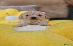Mixed Breed dogs for sale: Maltipoo puppies  - Image 28