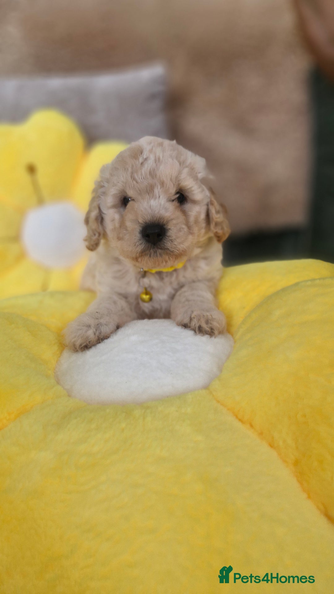 Mixed Breed dogs for sale: Maltipoo puppies  - Image 28