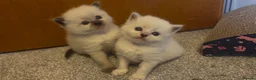 Ragdoll cats for sale: TWO RAGGDOLL-PERSIAN BOYS - Advert 12